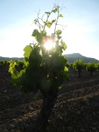 vignes